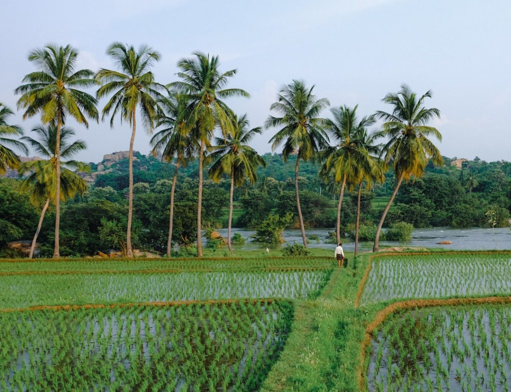Rice Fields Hampi, India